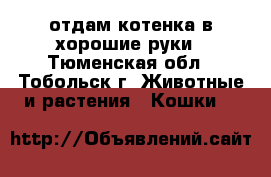 отдам котенка в хорошие руки - Тюменская обл., Тобольск г. Животные и растения » Кошки   